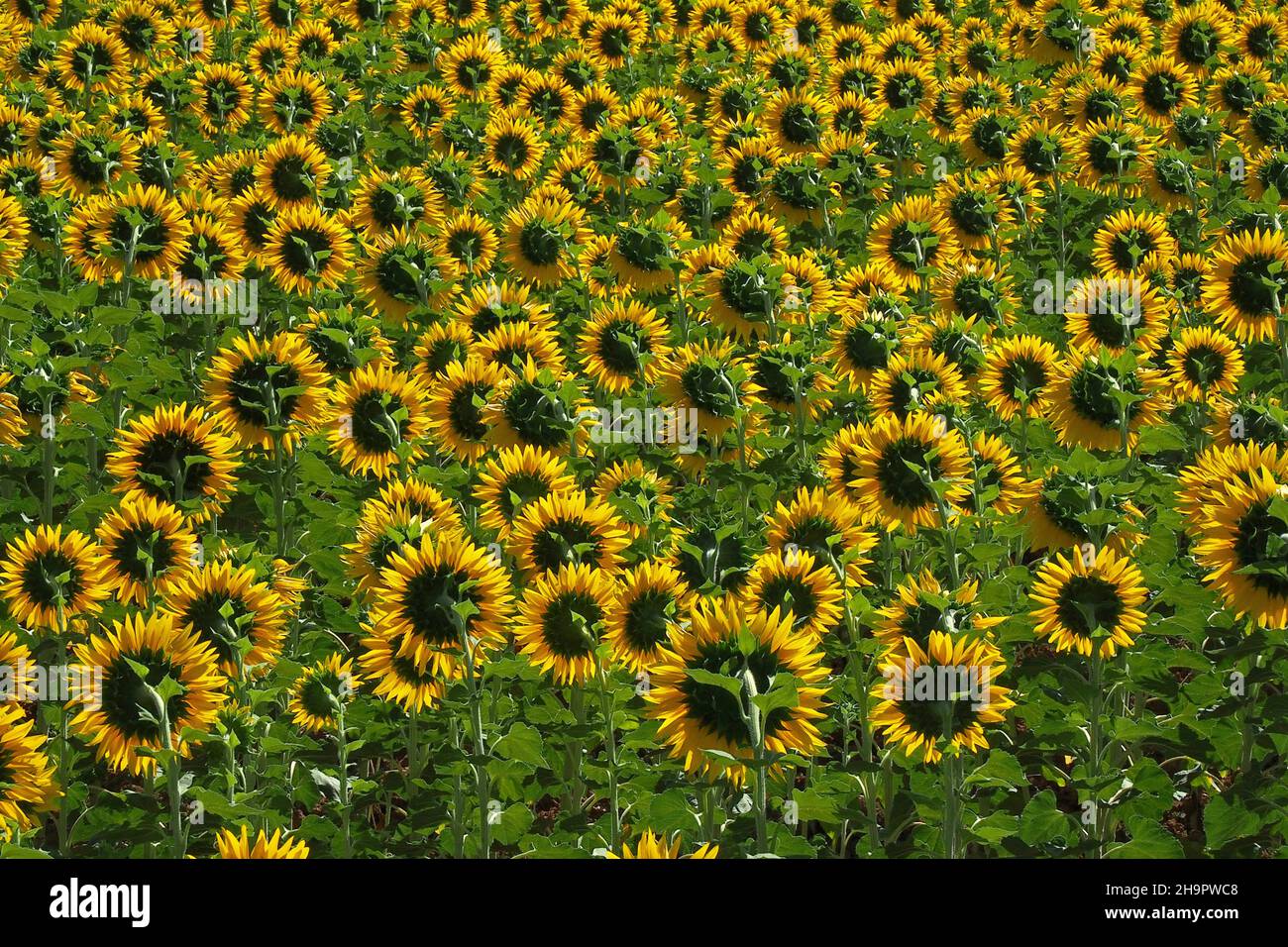Feld mit Sonnenblumen, Sonnenblumenköpfe von der Sonne abgewandt, Sonnenblumen (Helianthus), Verbundpflanzen (Asterngewächse), Aster-ähnliche Photosynthese Stockfoto
