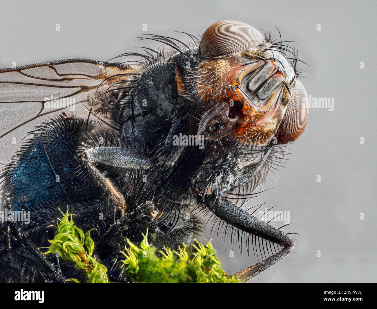 Hausfliege (Musca domestica), Kopf, Makroaufnahme, heller Hintergrund, Baden-Baden, Baden-Württemberg, Deutschland Stockfoto