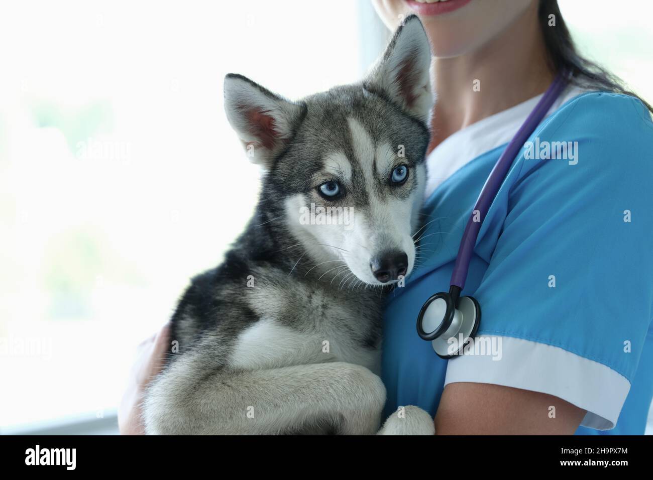Tierarzt hält einen kleinen Hund in Nahaufnahme in den Armen Stockfoto