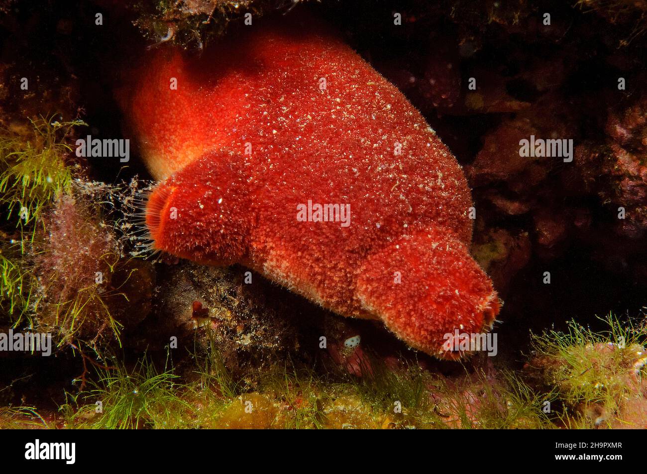 Rotes Meer (Halocynthia papillosa), Kannensee-Spritzen, Mittelmeer, Sizilien, Italien Stockfoto