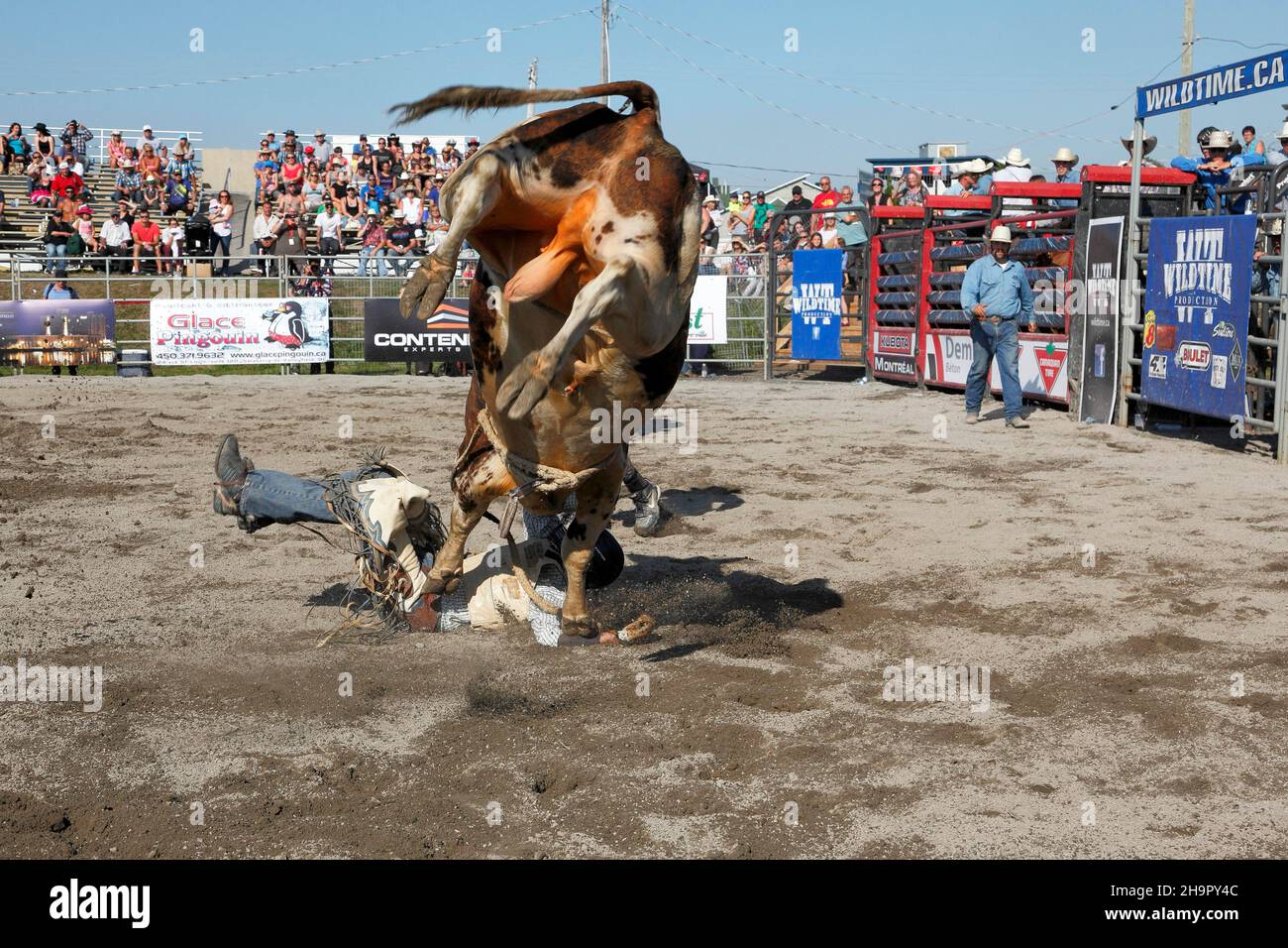 Rodeo-Wettbewerb, Bullenreiter, Valleyfield Rodeo, Valleyfield, Provinz Quebec, Kanada Stockfoto