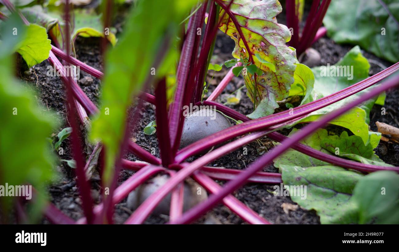Frische Rübenwurzeln im Gemüsepflaster Stockfoto