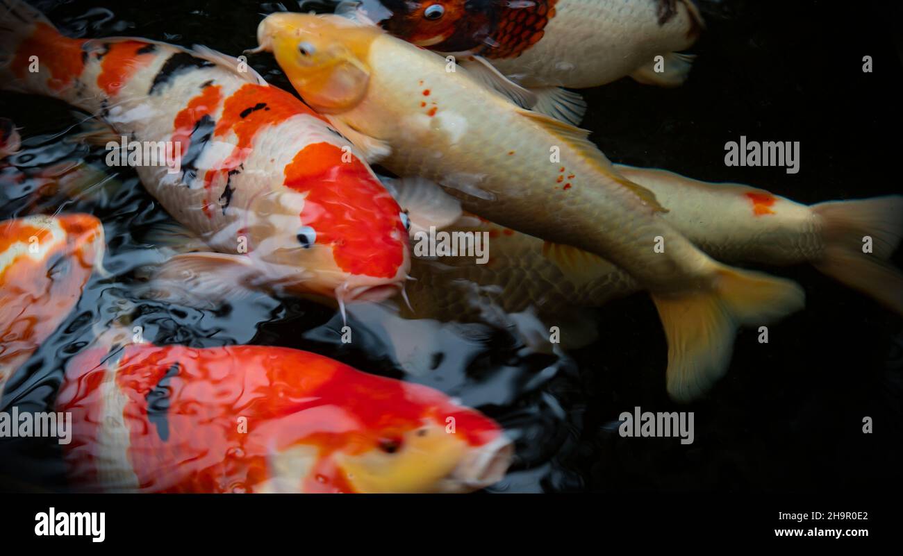 Reflection koi Fotos und Bildmaterial in hoher Auflösung Alamy