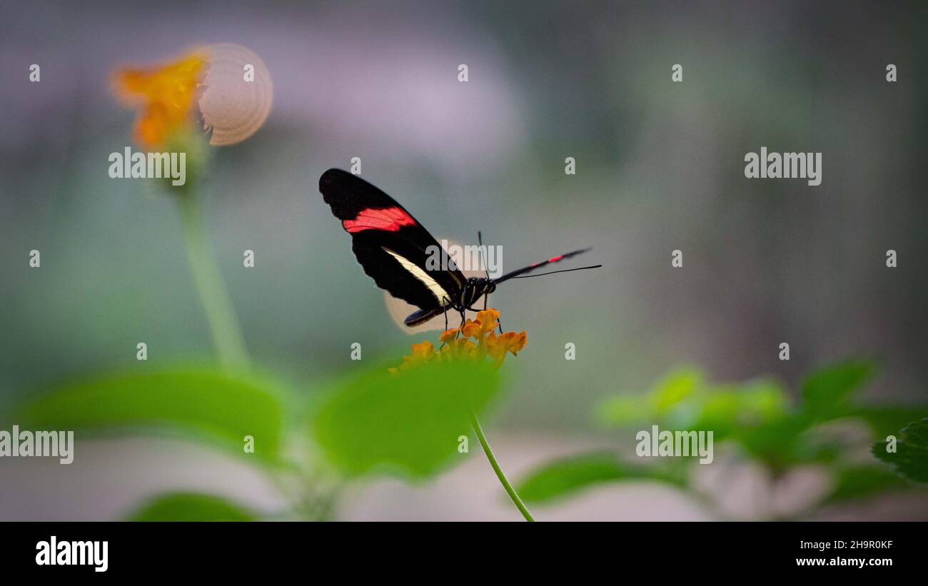 Postman Schmetterling auf einer Blume Stockfoto