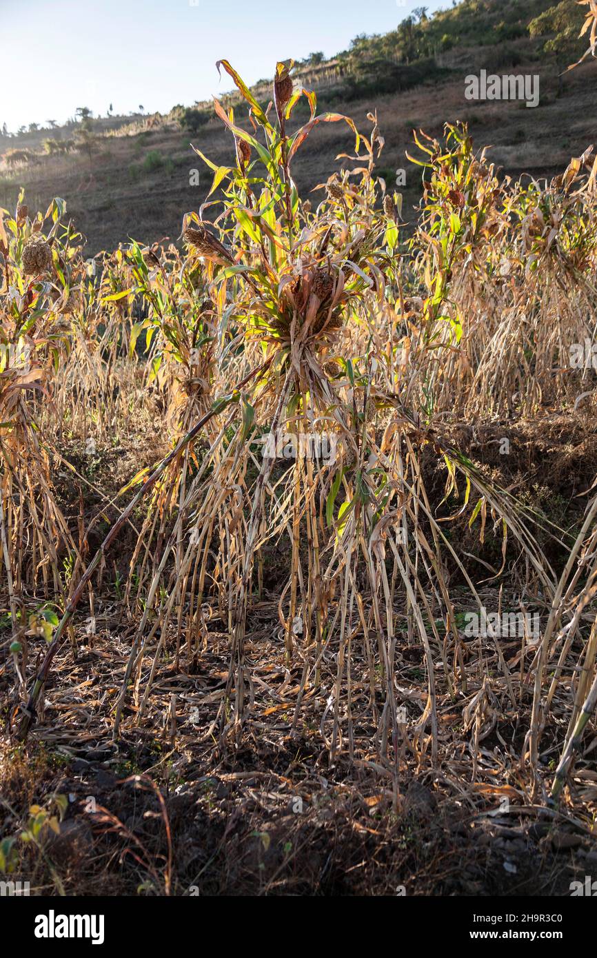 Sorghum (Sorghum bicolor), Field, Harar, Äthiopien Stockfoto