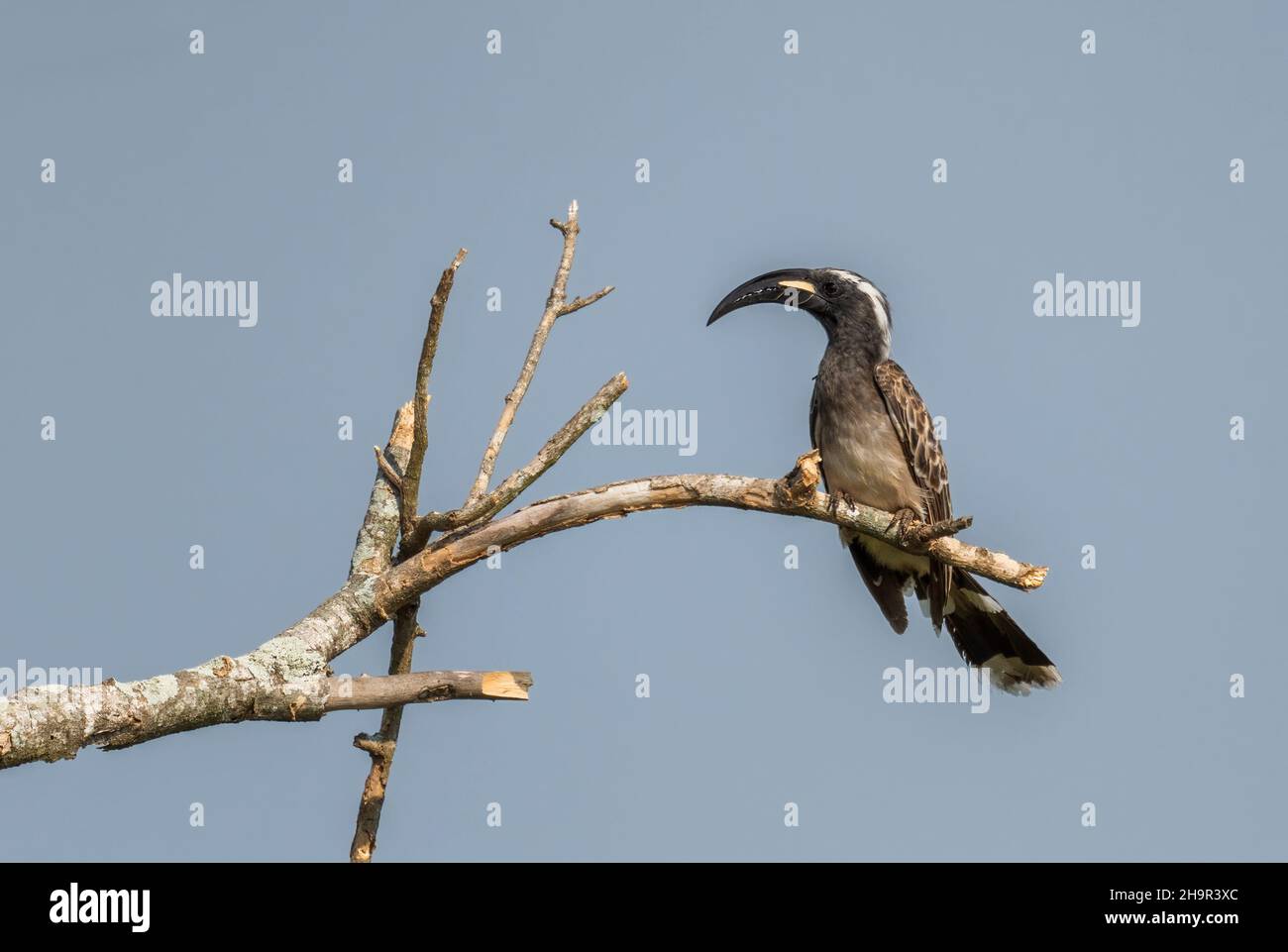 African Grey Hornbill - Lophoceros nasutus, schöner großer Vogel aus afrikanischen Wäldern und Wäldern, Kibale-Wald, Uganda. Stockfoto