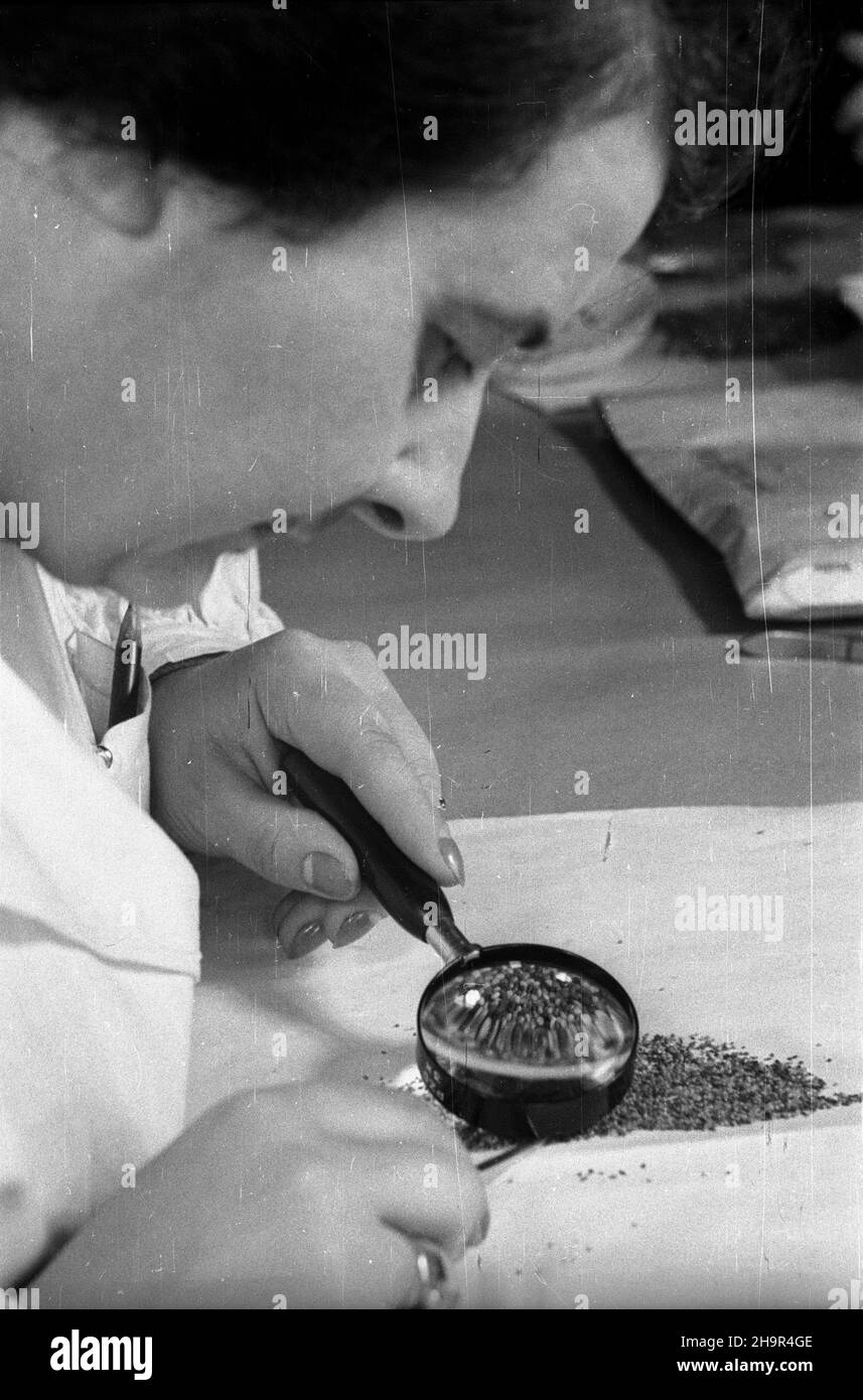 Warszawa, 1949-04. Laboratorium w Centrali Pañstwowych Zak³adów Hodowli Roœlin przy ul. Wojciecha Górskiego nr 7. uu PAP Dok³adny dzieñ wydarzenia nieustalony. Warschau, April 1949. Labor am Staatlichen Pflanzenanbauinstitut in der Wojciecha Gorskiego Straße 7. uu PAP Stockfoto