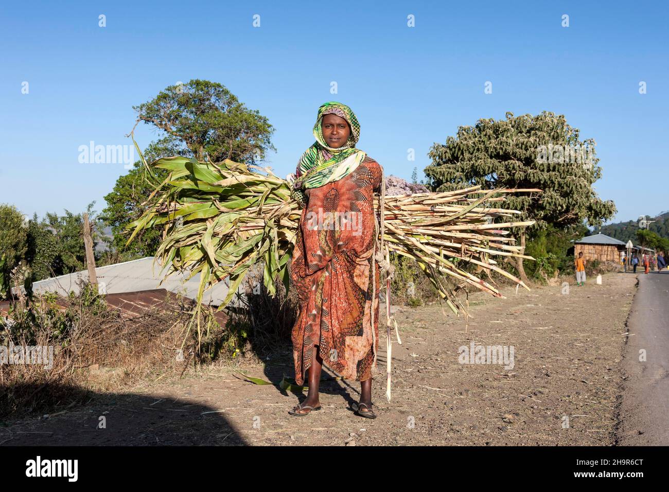 Frau, die Holz trägt, Harar, Äthiopien Stockfoto