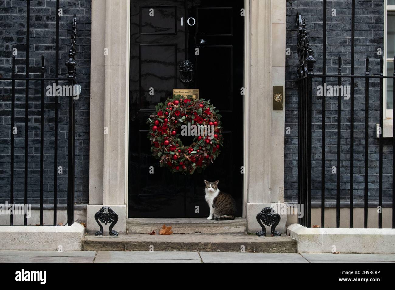 LONDON, GROSSBRITANNIEN 8TH. DEZEMBER 2021. Larry, die Katze vor der Downing Street, Nummer 10, bevor der Premierminister zur Fragestunde im Unterhaus aufbricht. Stockfoto