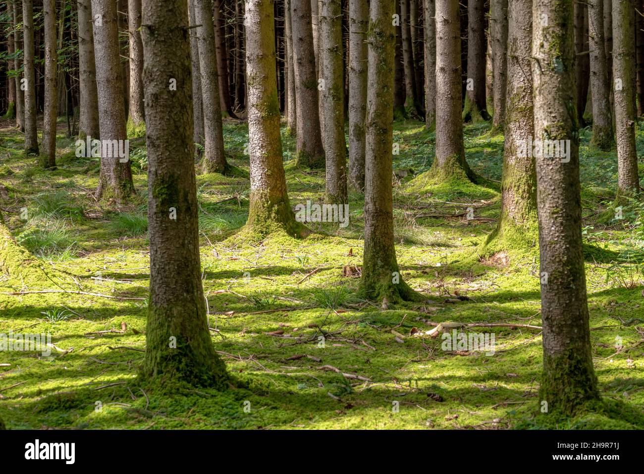 Moosbedeckter Waldboden zwischen Fichtenstämmen im Sonnenschein und Schatten Stockfoto
