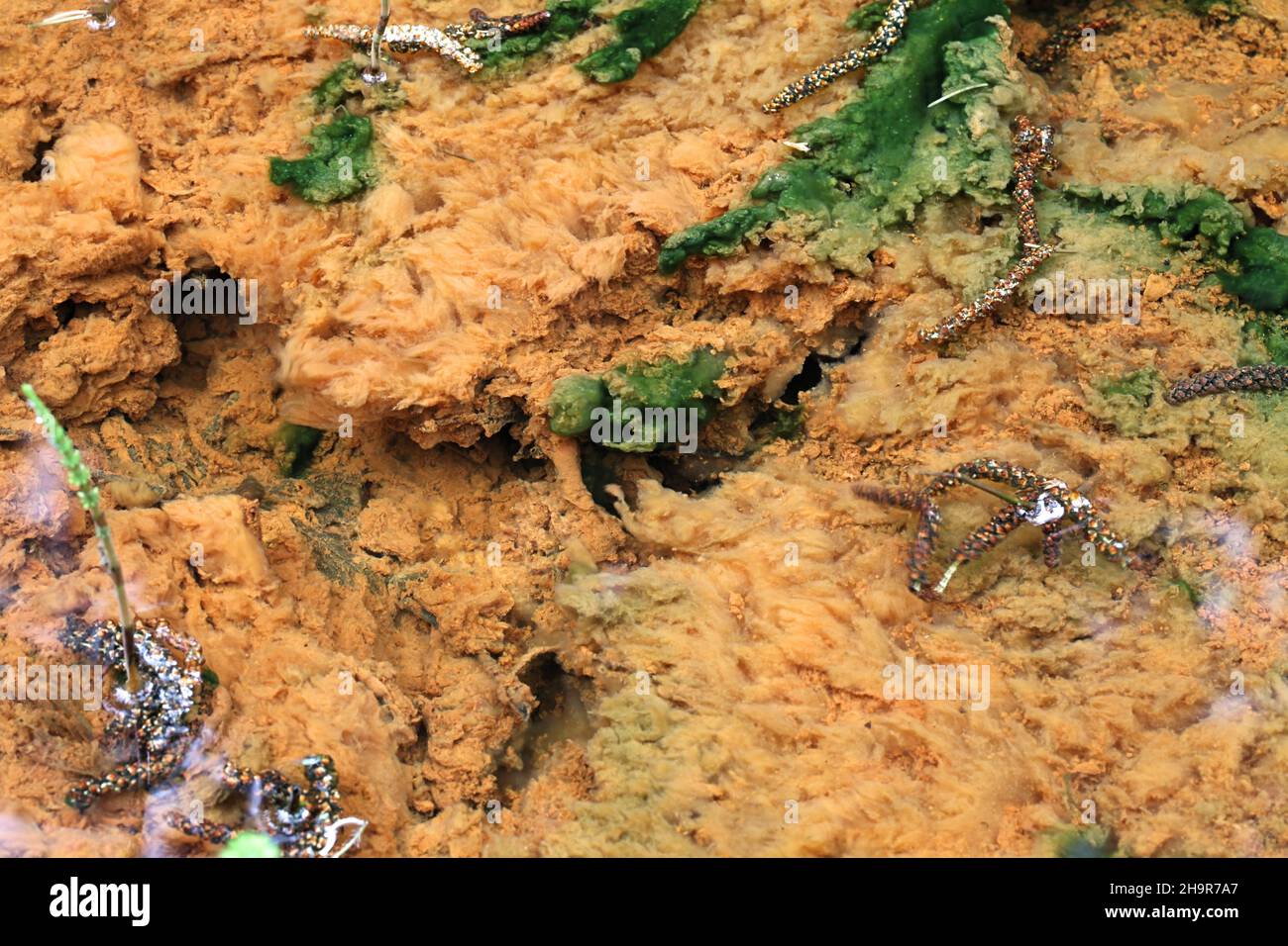 Eisenoxidierende Bakterien färben einen Waldstrom unten orange Stockfoto