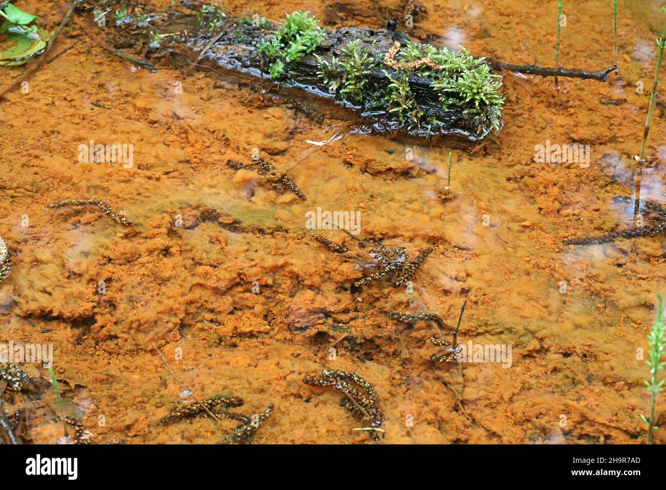 Eisenoxidierende Bakterien färben einen Waldstrom unten orange Stockfoto