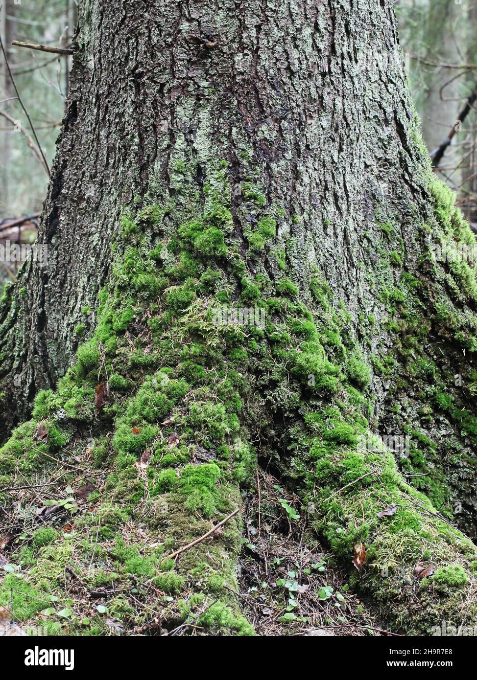 Moosbedeckter Stamm und Wurzeln der Norwegenfichte, alter Wald im Naturzustand Stockfoto Moosbedeckter Stamm und Wurzeln der Norwegenfichte, alter Wald im Naturzustand Stockfoto