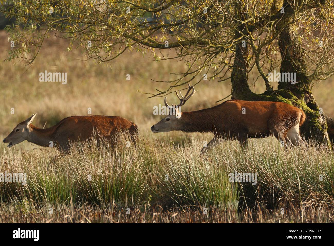 Rotwild paaren sich im Herbst (The Rut), wenn die Hirsche um die Dominanz kollidieren, wobei das dominante Tier einen Harem von Hinden hat, mit dem er sich paart. Stockfoto