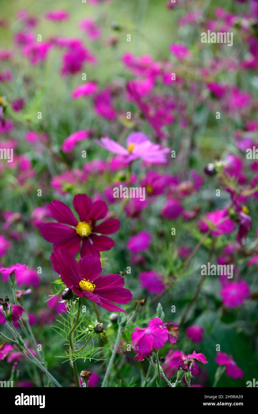 Kosmos bipinnatus Dazzler, lila Kosmos Blumen, Blumen, Blume, Blüte, gemischtes Pflanzenschema, RM Blumen Stockfoto