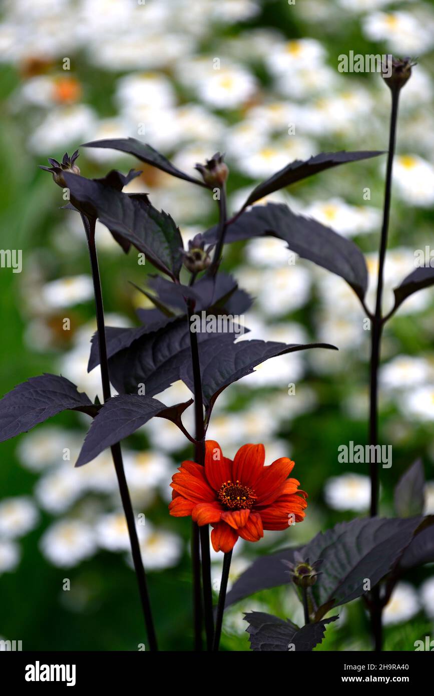 Heliopsis helianthoides var scabra blutende Herzen, Rost orange, rostig orange, Blume, Blumen, blühende mehrjährige, Sommer im Garten, Garten, Gärten, RM F Stockfoto