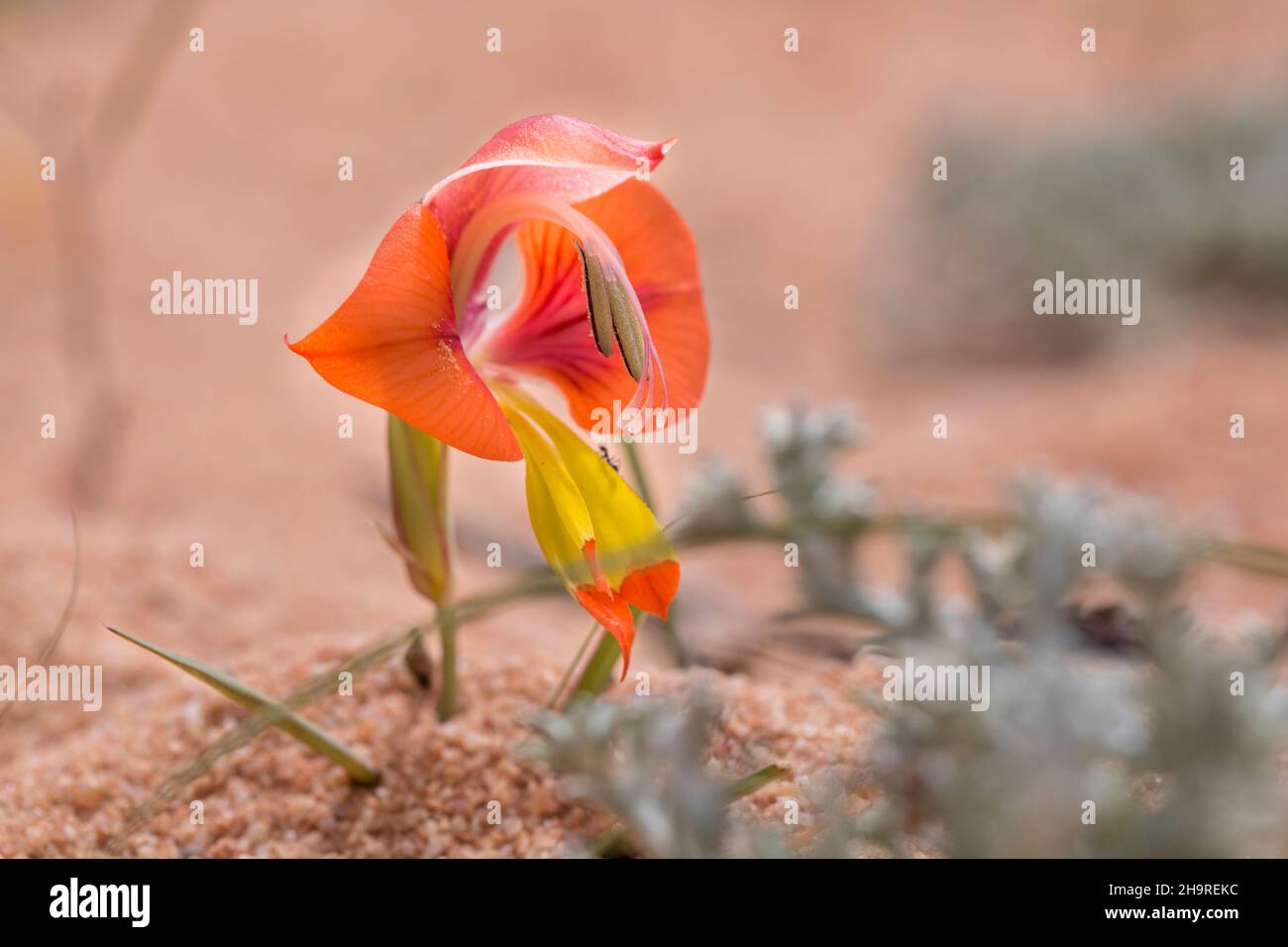 Schöne orangefarbene Blume des Königs Kalkoentjie (Gladiolus alatus) Stockfoto