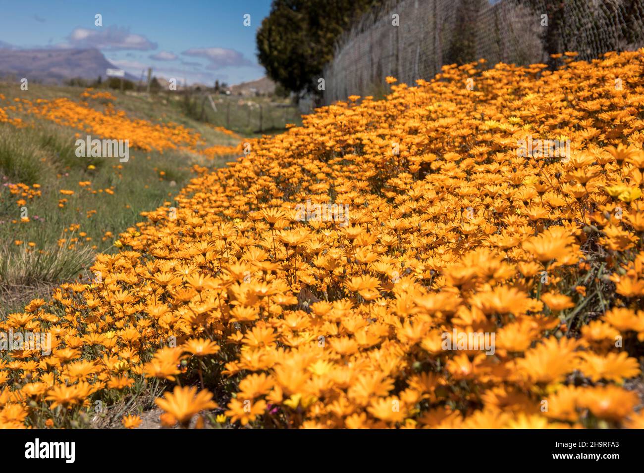 Orange Gänseblümchen wächst auf der Seite der Straße West Coast Blumensaison Stockfoto