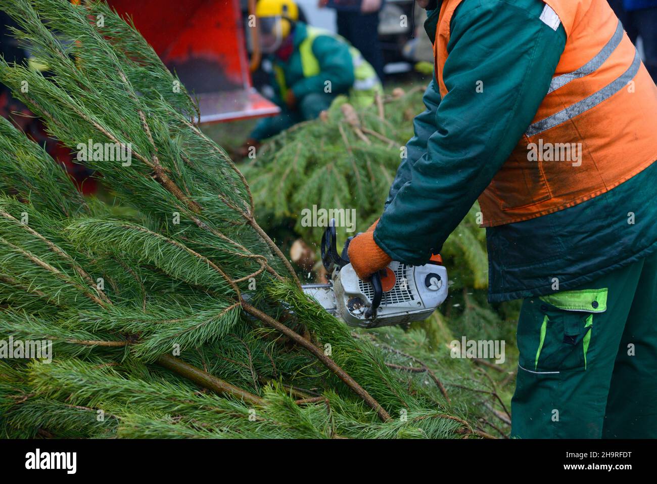 Holzfäller Hände Schneiden Äste von Kiefern, gebrauchte Weihnachtsbaum, mit der Kettensäge für das Recycling. Sammelstelle Stockfoto