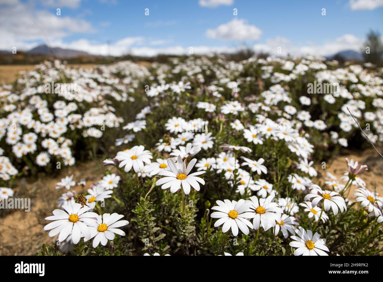 Weiße Gänseblümchen zeigen ein großes Blumenfeld in der Namaqualand-Blumensaison Stockfoto