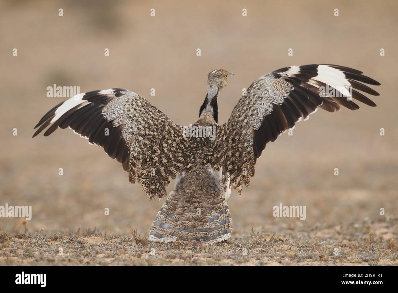 Houbara bustard kann von den Spuren durch die kargen Landschaften auf Lanzarote gesehen werden, das umliegende Land ist für diese ikonischen Vögel geschützt. Stockfoto