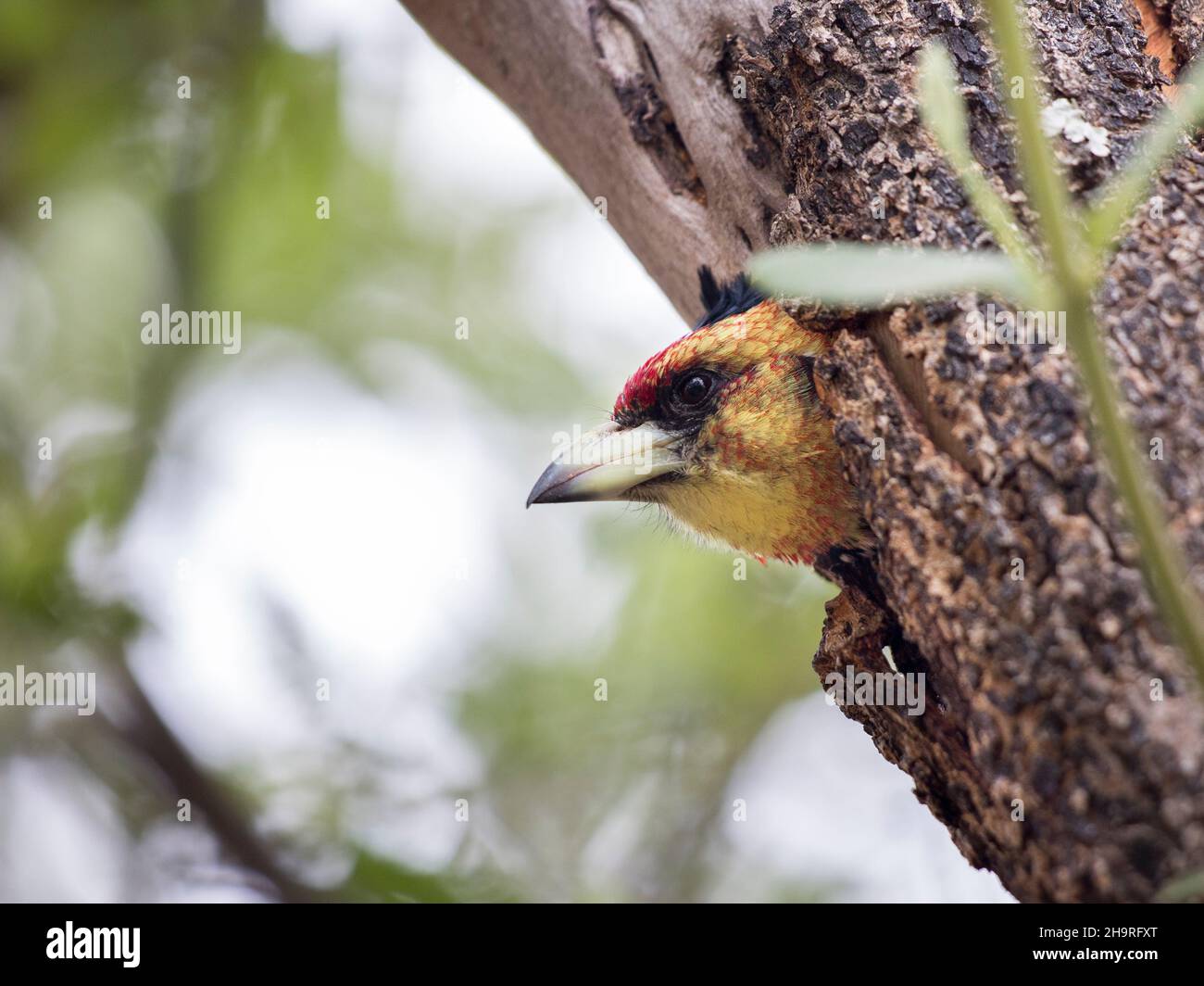 Ein farbenfroher Crested Barbet (Trachyphonus vaillantii), der in einem Baum sitzt und seinen Kopf aus dem Baumstamm späht Stockfoto