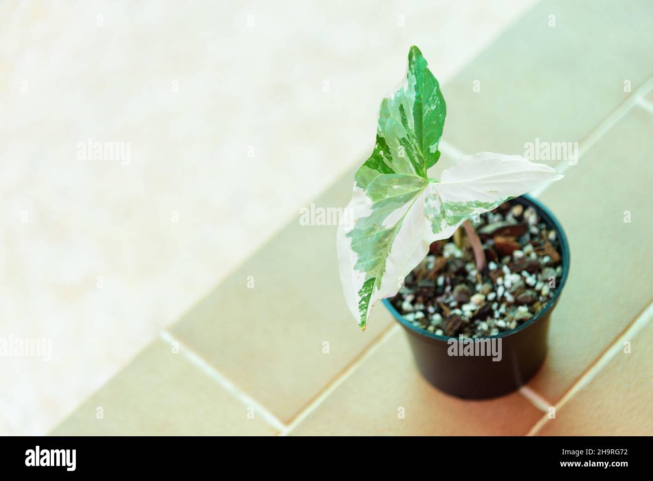 Syngonium podophyllum ist im Topf bunt Stockfoto