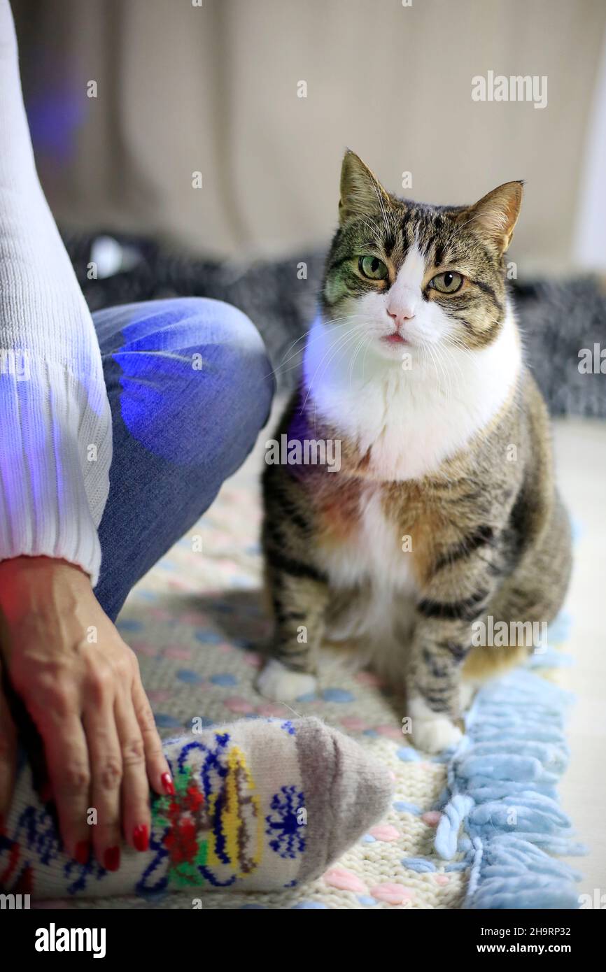 Große Tigerkatze, die auf dem Boden neben einer Frau in weißem Pullover und Jeans sitzt. Haustier zu Hause. Home Sweet Home. Tiere im Alltag. Lässiger Style Stockfoto
