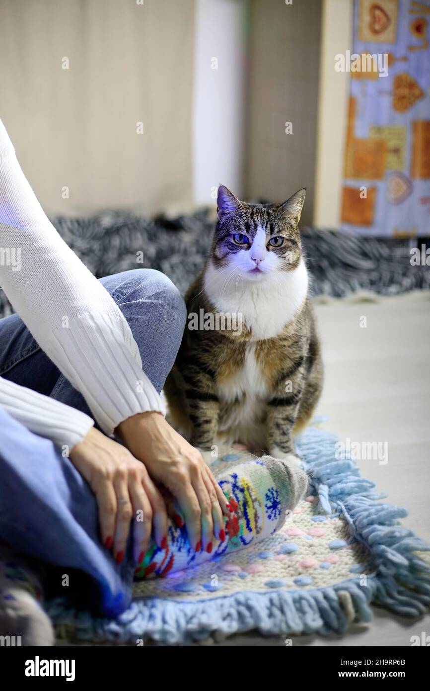 Hauskatze mit weißem Gesicht Katze sitzt auf dem Boden in der Nähe Frau in weißen Jeans. Haustier zu Hause. Home Sweet Home. Tiere im Alltag. Lässiger Style Stockfoto
