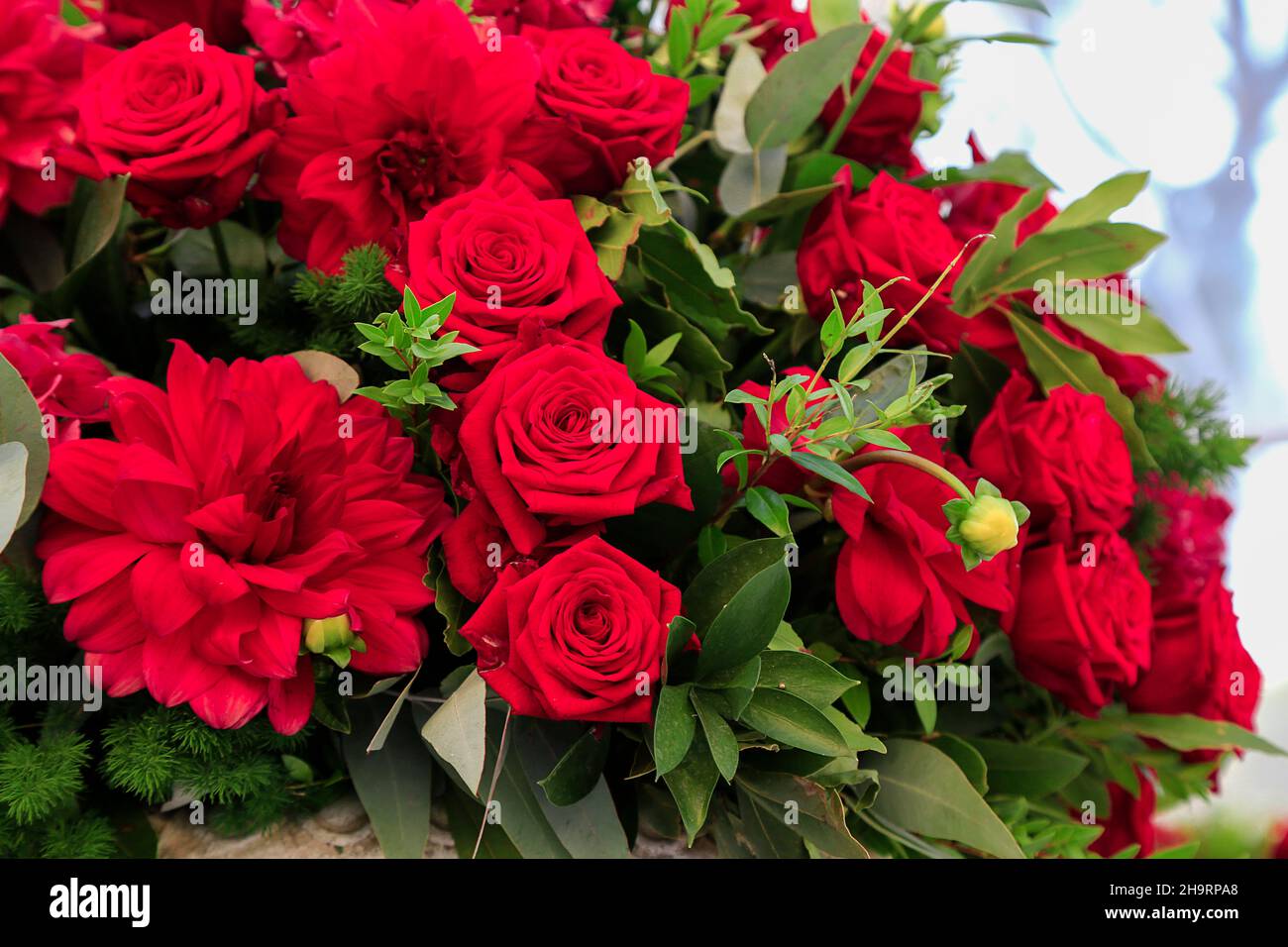 Großes Bouquet von scharlachroten Rosen und Dahlien mit smaragdgrünen Ästen von Lorbeerbaum. Nahaufnahme der Blumenhochzeit Dekoration. Natürliche, frische floristische Komposition Stockfoto