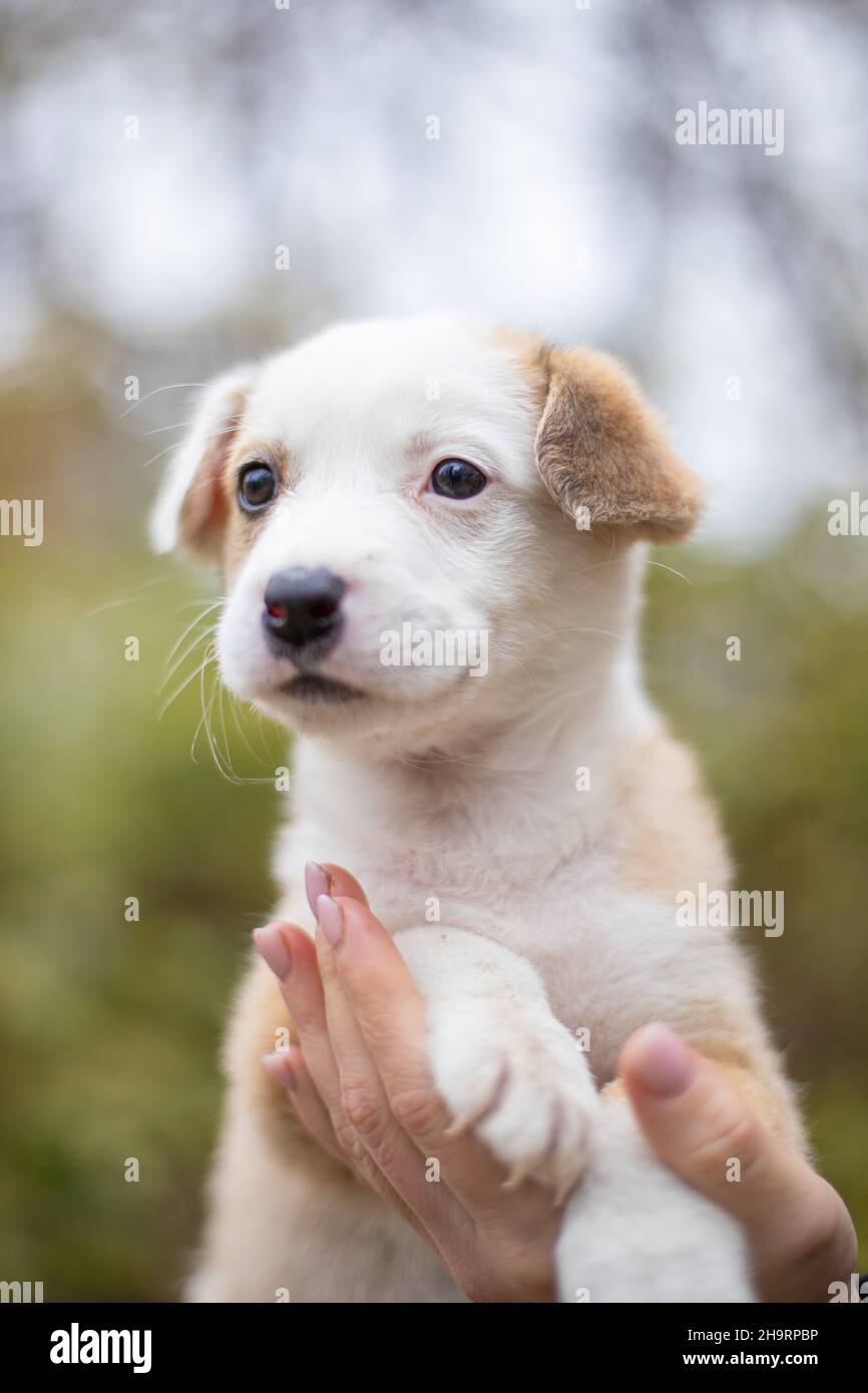 Lustige Hund schmunkend, Haushund Stockfoto