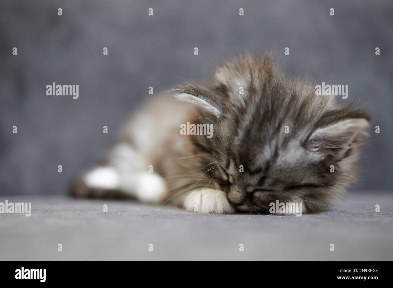 Niedliche kleine graue Kätzchen schlafen auf Sofa Nahaufnahme Ansicht Stockfoto