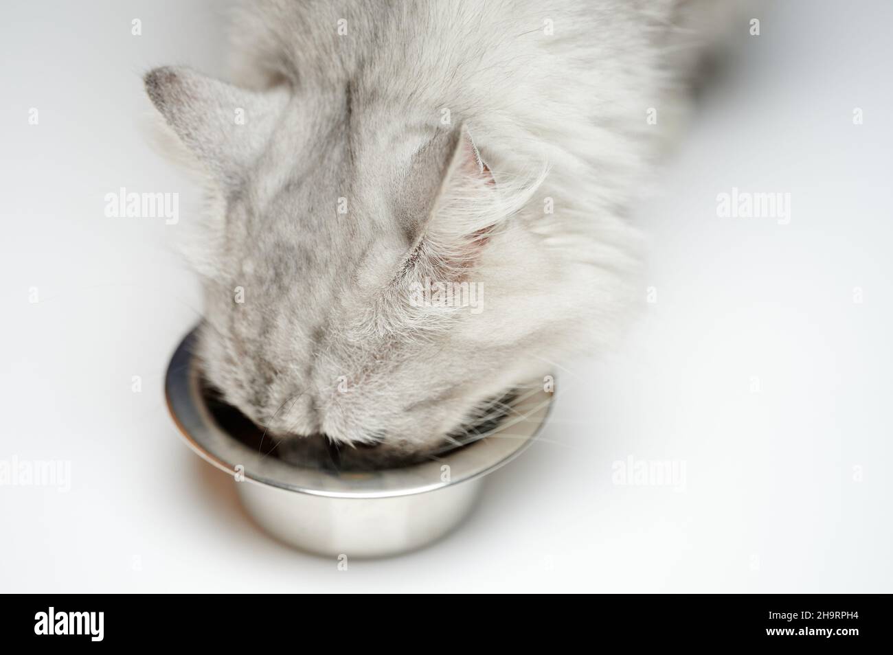 Liebenswert Kitty essen aus Metall Schüssel Nahaufnahme Ansicht isoliert Stockfoto