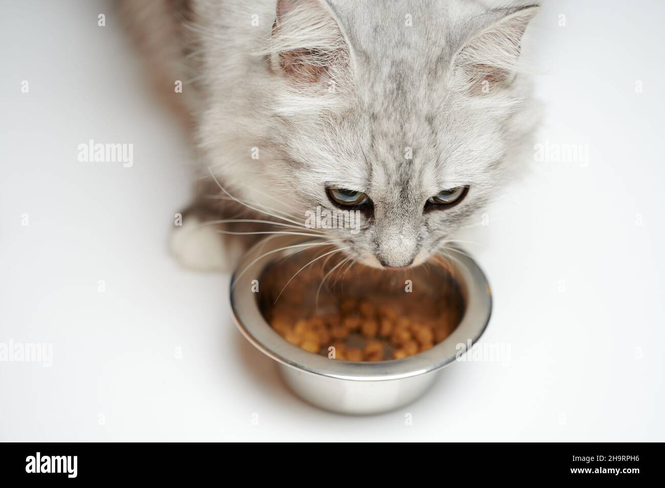 Wütende Katze neben Metallschüssel isoliert auf Studiohintergrund Stockfoto