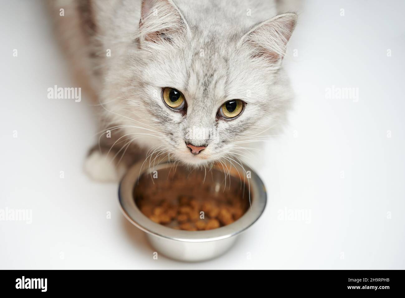 Portrait von hungriger Katze neben Metallschale isoliert auf Studiohintergrund Stockfoto