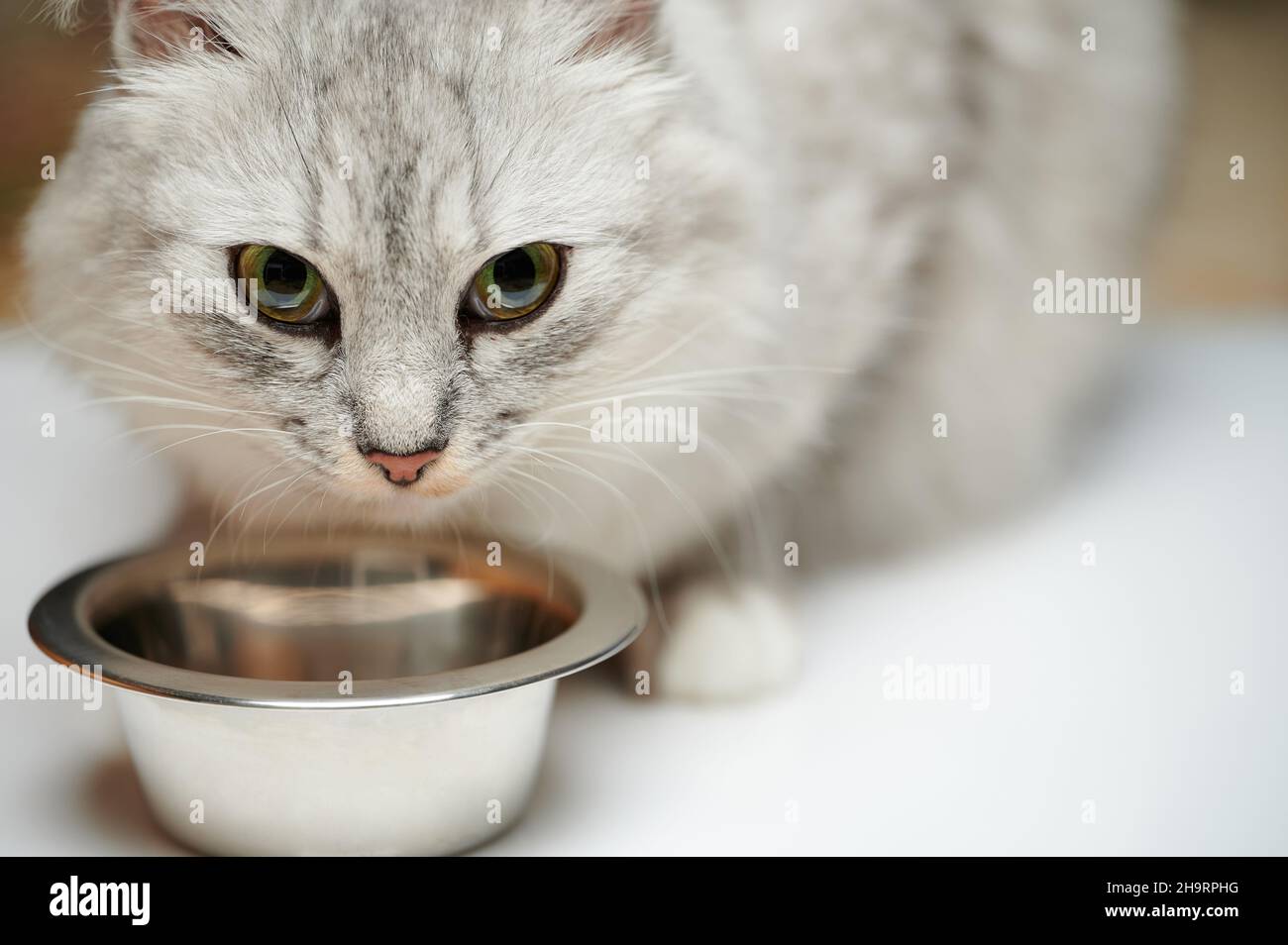 Porträt von grauen Kitty Essen von Metallplatte auf Studio-Hintergrund Stockfoto