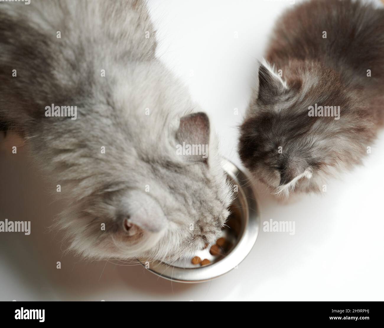 Thema Tierfütterung. Zwei Katzen, die über der oberen Drohne fressen, sehen isoliert Stockfoto