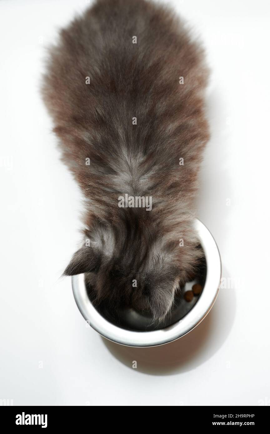 Kitty Essen aus Metall Schüssel über Draufsicht isoliert Stockfoto