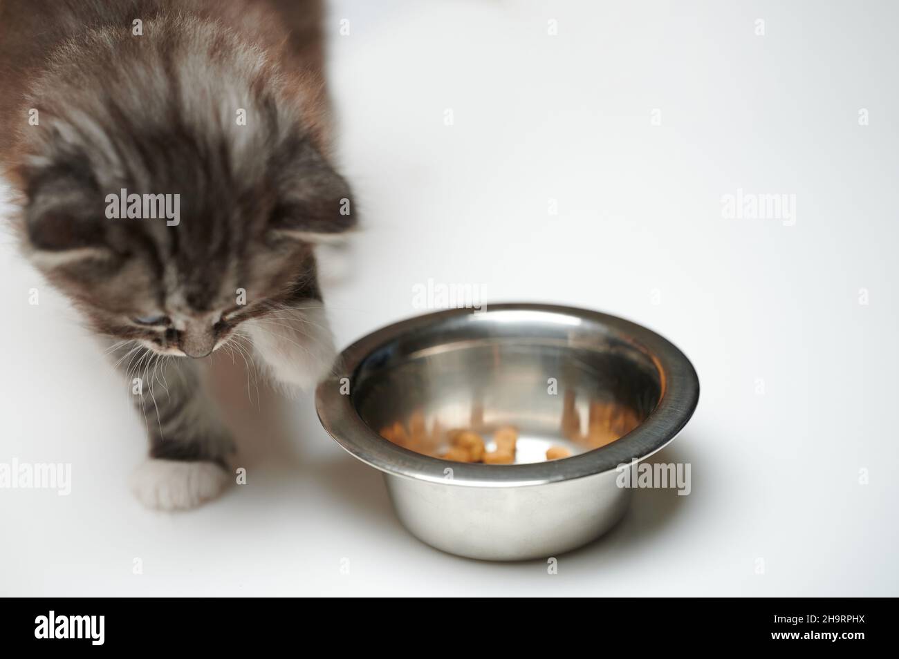 Kitty versuchen neue Lebensmittel sie aus Metallplatte isoliert auf Studio Hintergrund Stockfoto