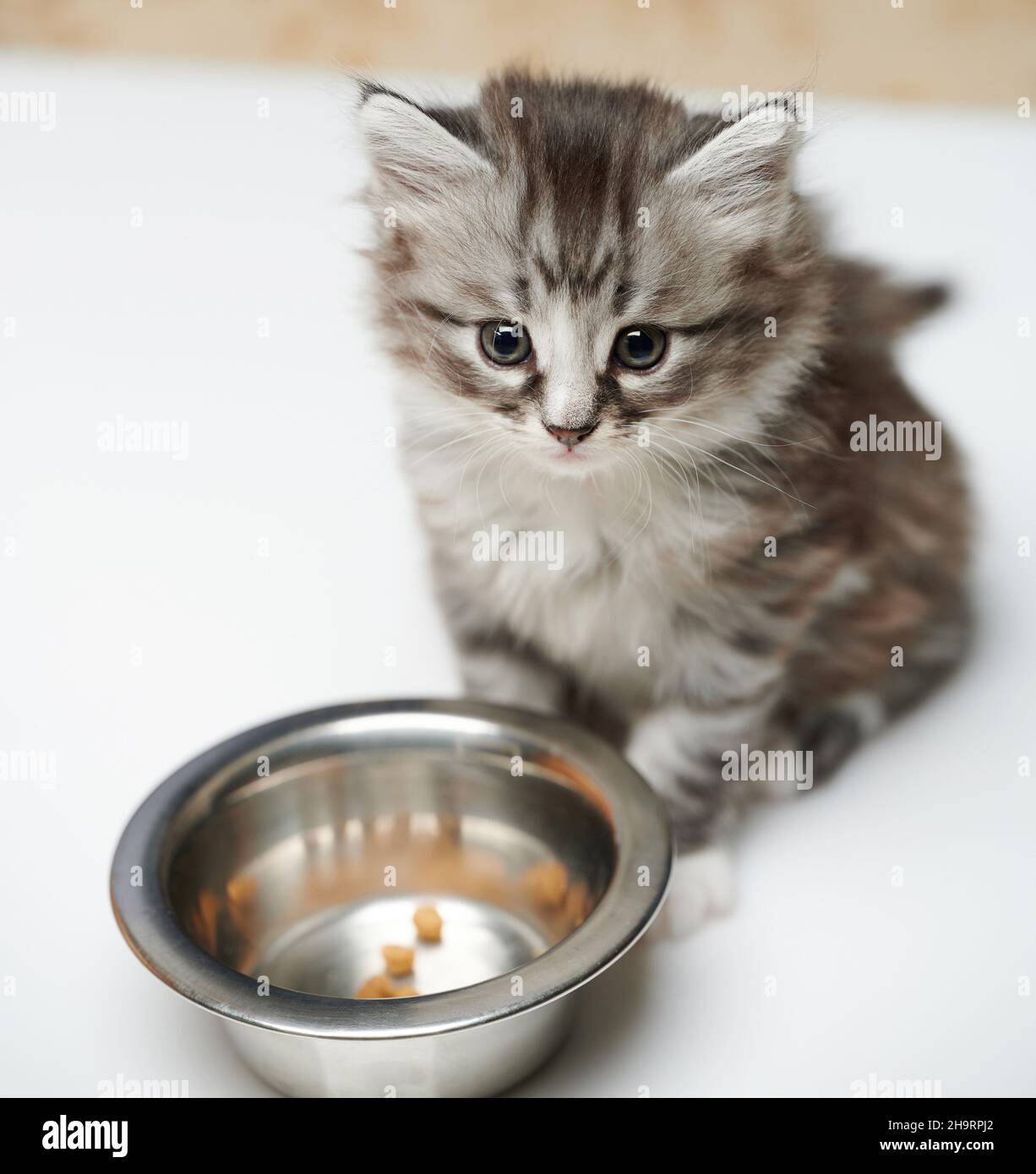 Liebenswert grau Kitty sitzen neben Metall-Platte isoliert auf Studio-Hintergrund Stockfoto