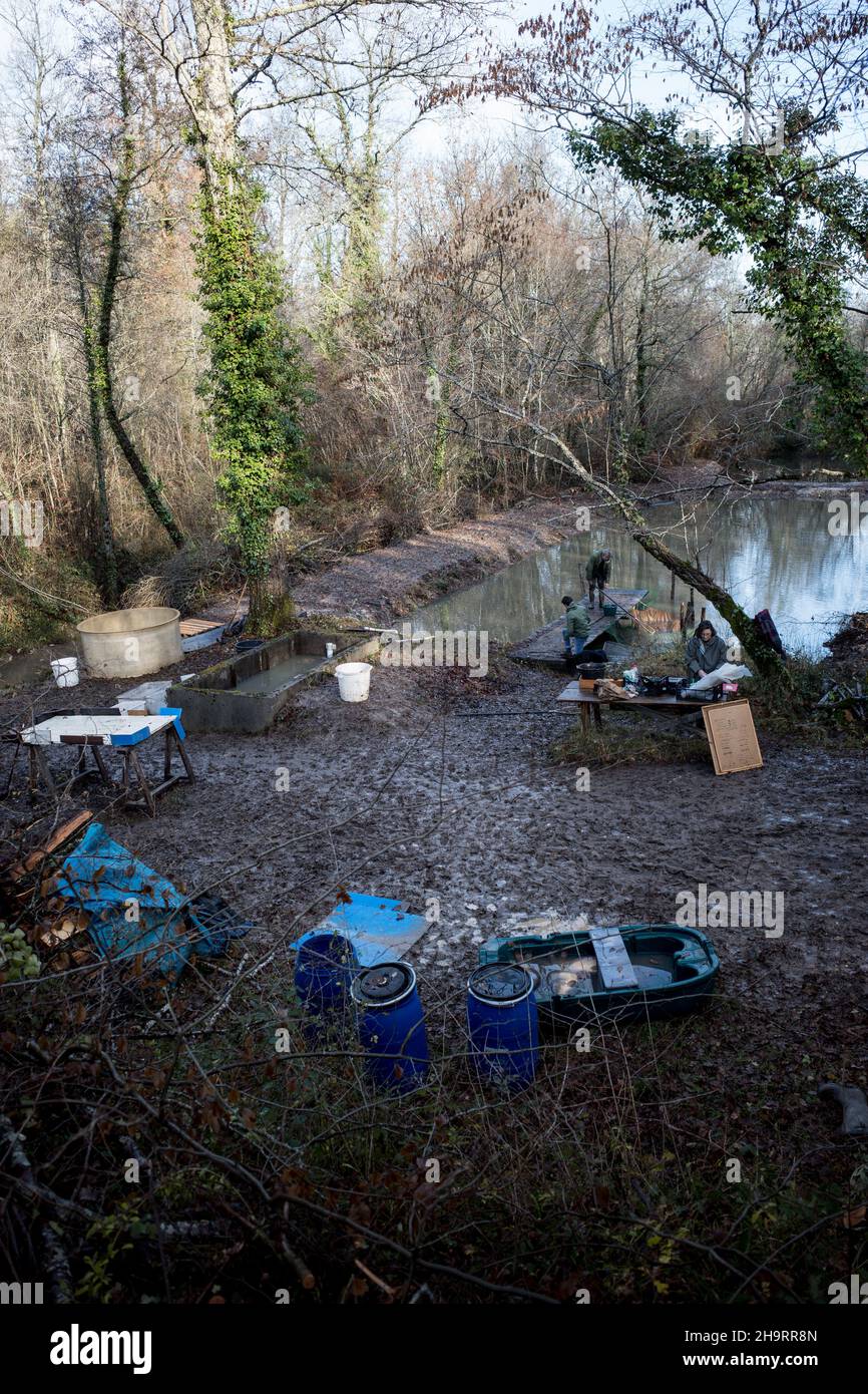 ANGELN IN EINEM TEICH IM WINTER GELEERT - DORDOGNE FRANKREICH - GROSSE KARPFEN ANGELN - FISCH © F.BEAUMONT Stockfoto