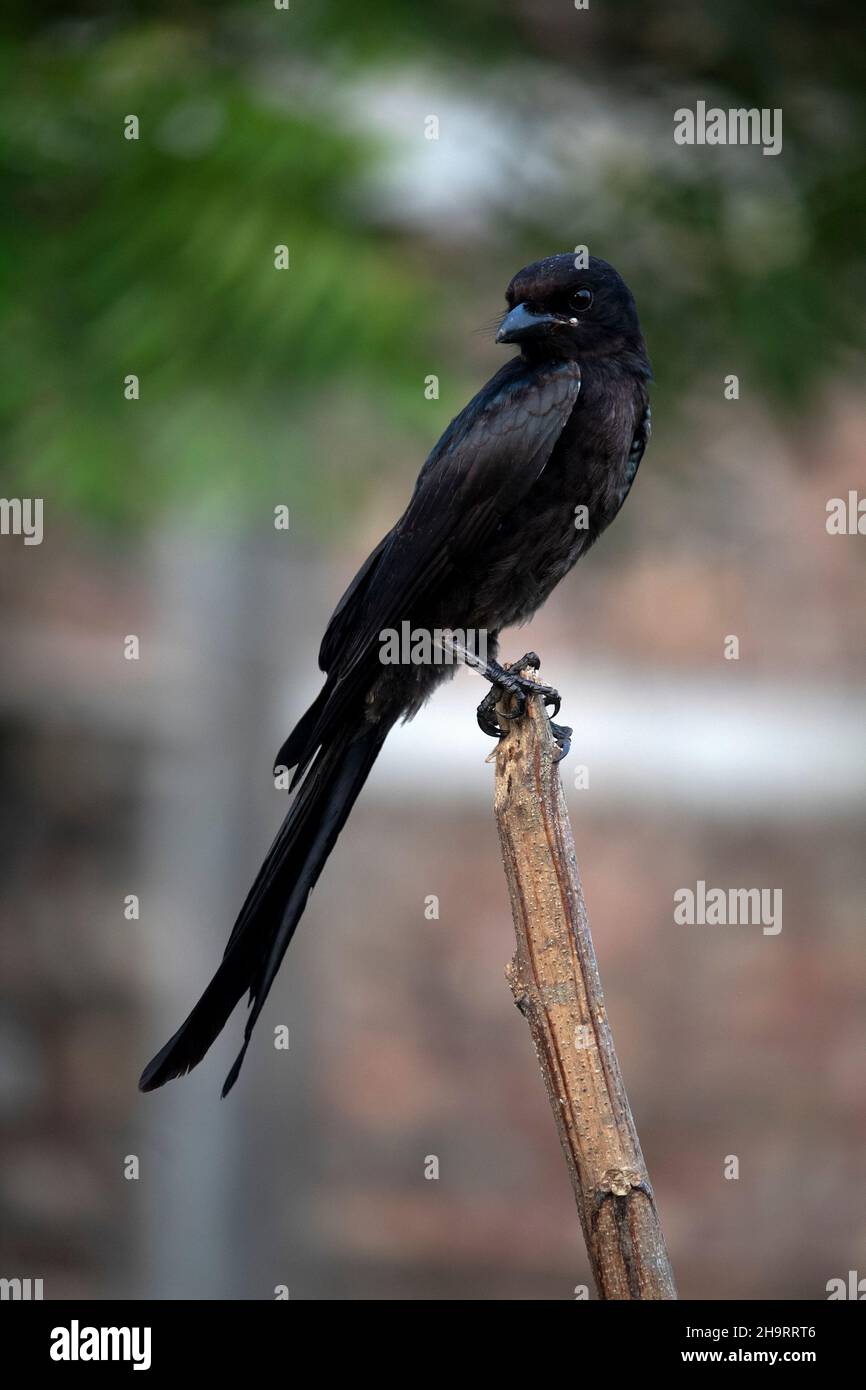 Ein schwarzer Drongo-Vogel sitzt in einem Ast und schaut oder jagt Stockfoto