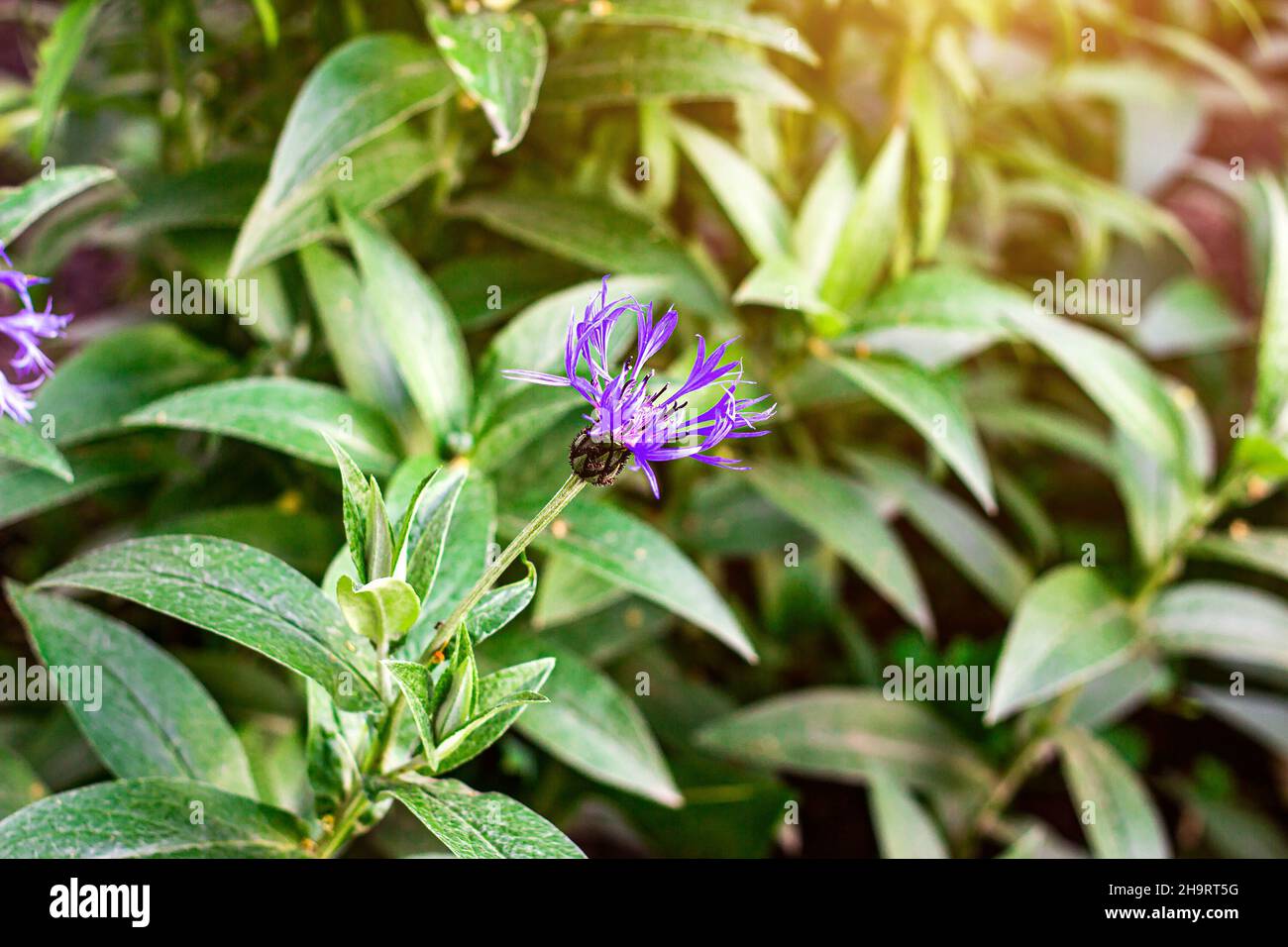 Leuchtend blühende blaue Kornblumenwiese (Centaurea cyanus) blüht auf