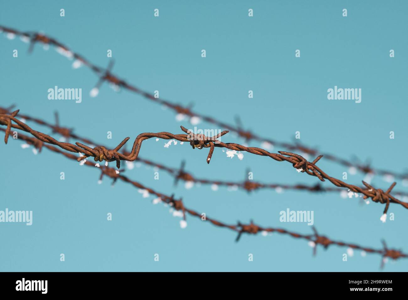 Gefrorener Stacheldraht. Nahaufnahme eines frostbedeckten Zauns im Winter. Stockfoto