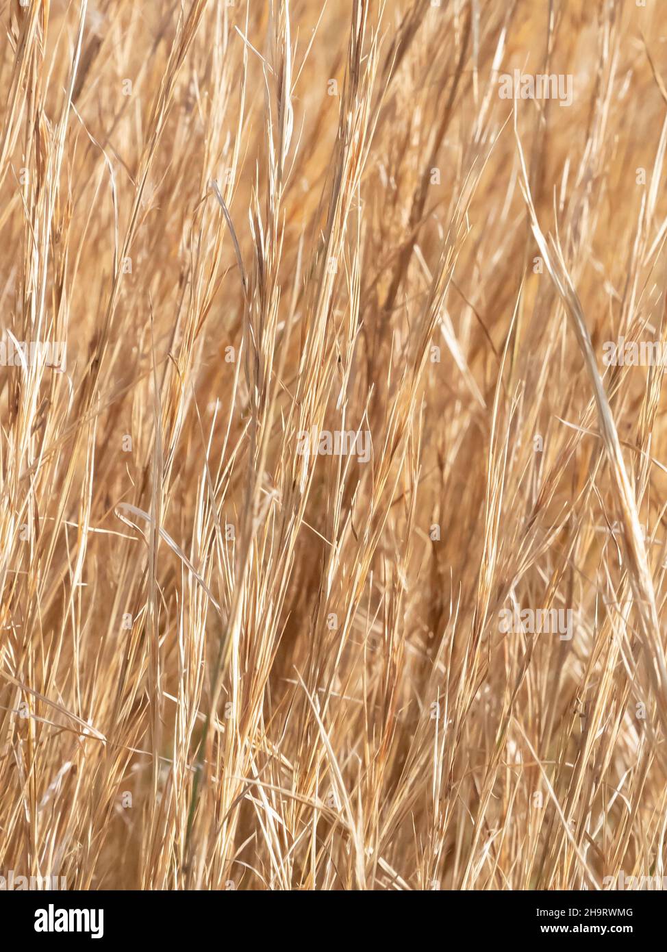 Nahaufnahme von hellem, winterhohem Gras Stockfoto