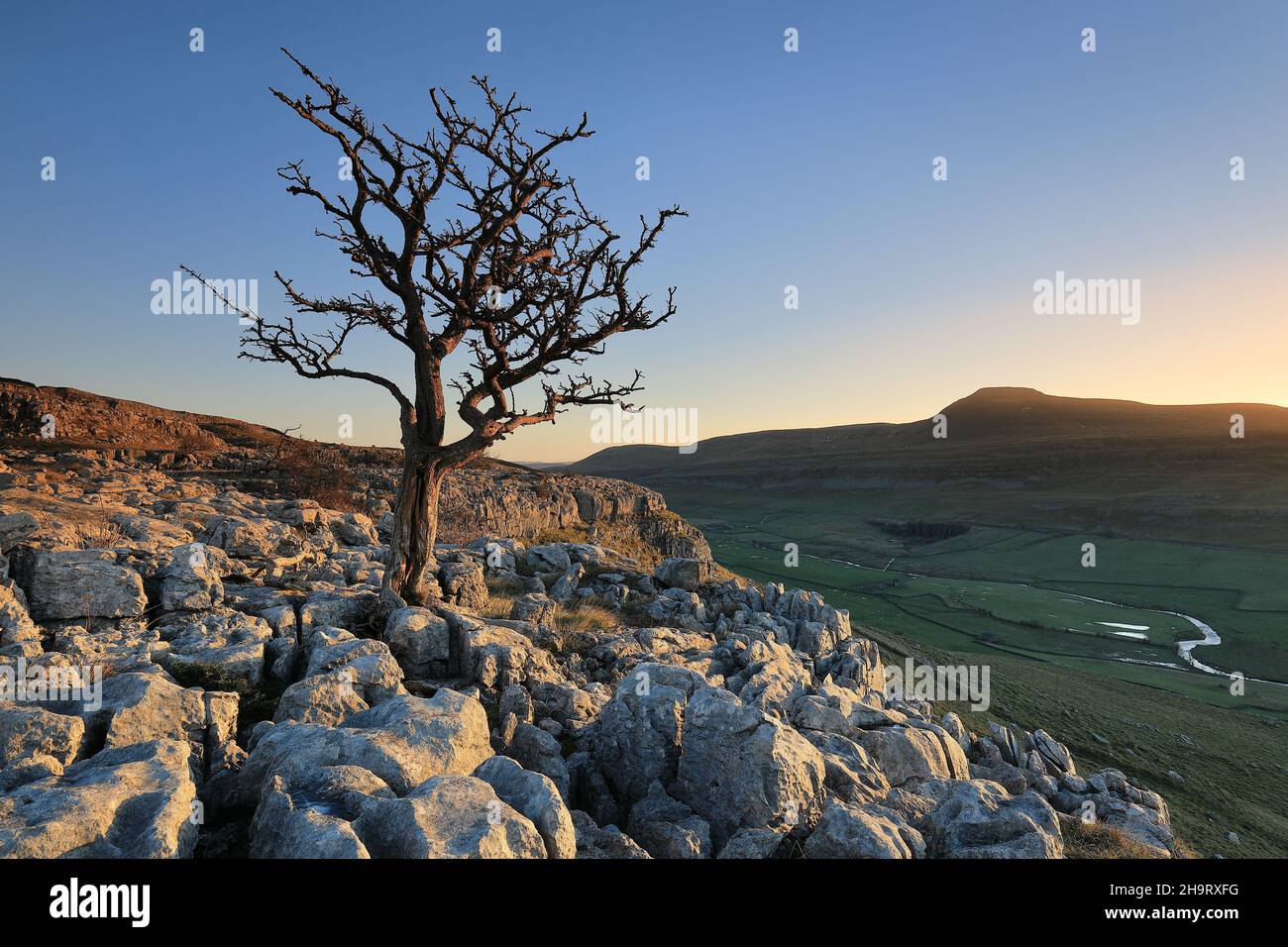 Ein einteiler Baum auf Kalksteinpflaster bei Twistleton Scar, mit Blick auf Ingleborough im Yorkshire Dales National Park Stockfoto