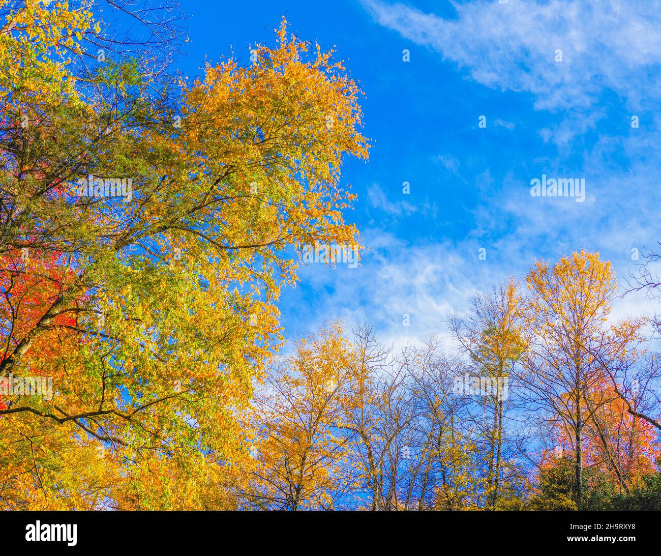 Herbstfarbe in den Bäumen entlang des Blue Ridge Parkway in North Carolina, USA Stockfoto