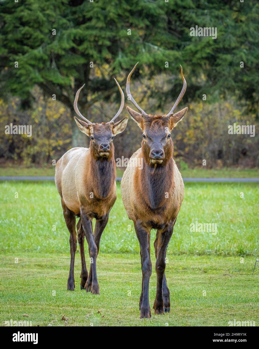 Zwei Elche oder Manitoban Elche Sparring in der Nähe des Oconaluftee Besucherzentrums im Great Smoky Mountains National Park in North Carolina, USA Stockfoto