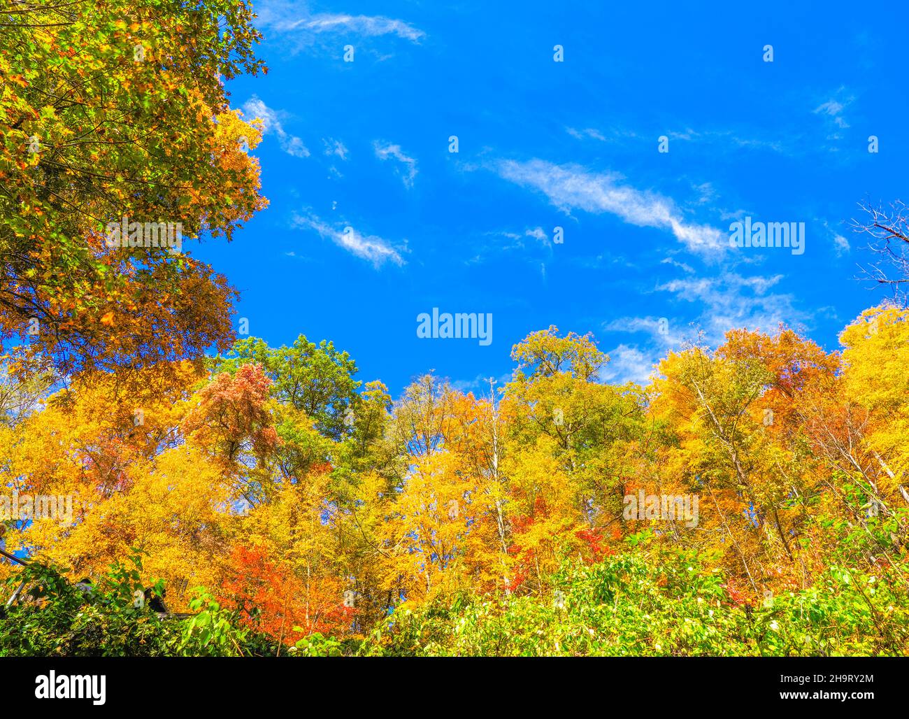 Herbstfarbe in den Bäumen entlang des Blue Ridge Parkway in North Carolina, USA Stockfoto