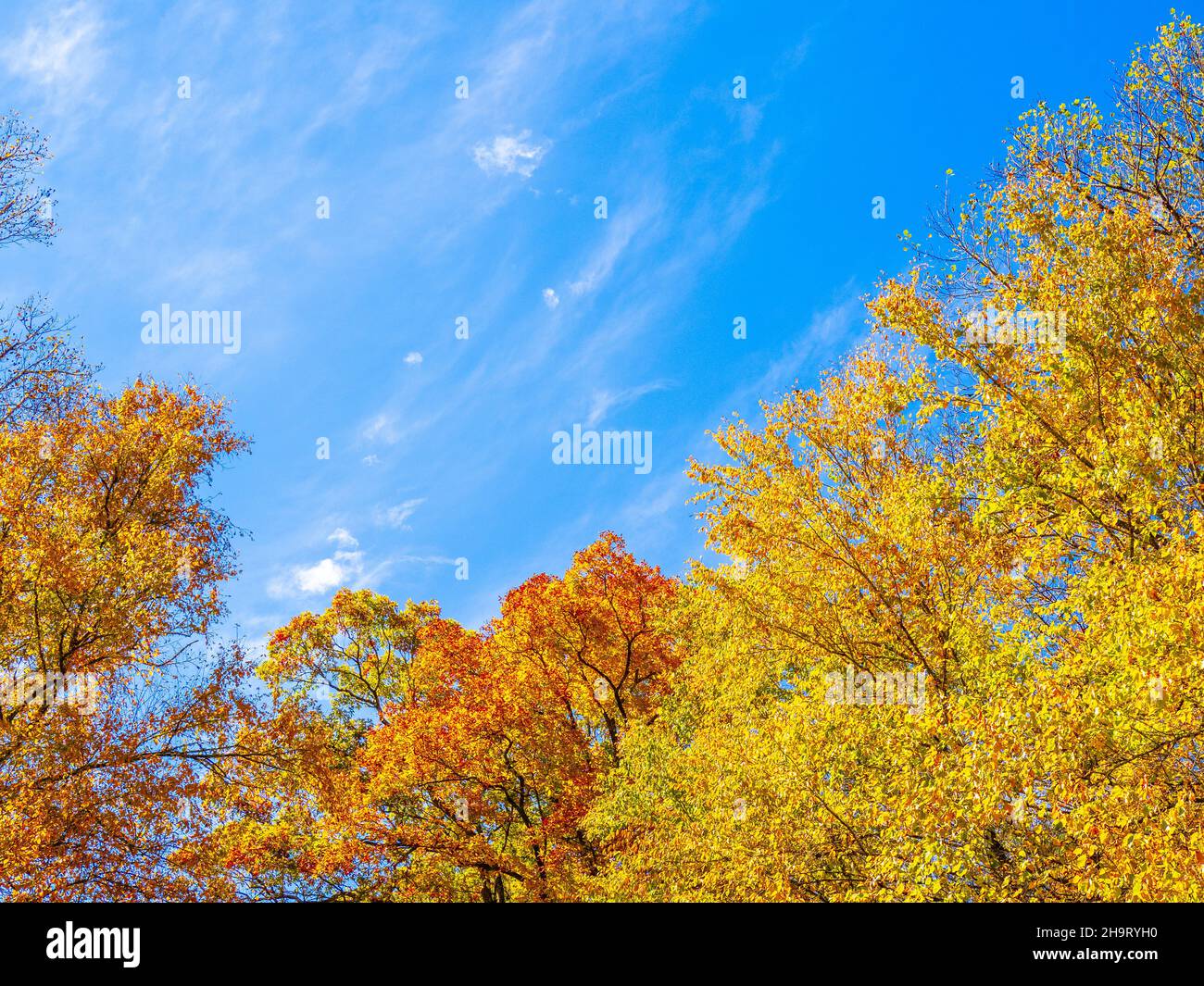 Herbstfarbe in den Bäumen entlang des Blue Ridge Parkway in North Carolina, USA Stockfoto